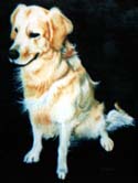 dog_oil_portrait.jpg - 4789 Bytes